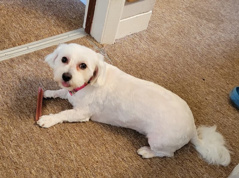 A freshly groomed white fluffy dog relaxing on the carpet at home after its groom, still holding the slicker brush