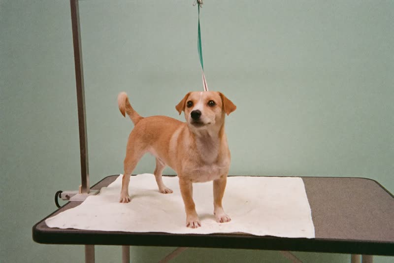 A dog standing calmly while being handled during a groom