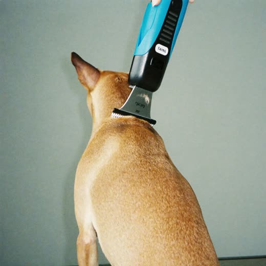 A dog's paw during a nail trim